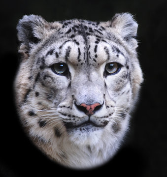 Head of snow leopard female, isolated on black background. Very beautiful and grace animal, but dangerous beast of cold mountains. Excellent specimen of wildlife and inimitable beauty of nature.