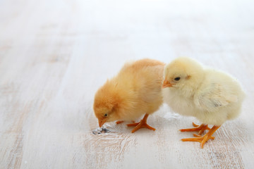 Yellow chickens on a wooden background