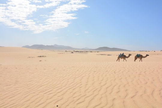 escursione con dromedario deserto di sabbia a fuerteventura