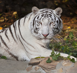 Fototapeta premium A lying white bengal tiger, looking back, on autumn background. The most beautiful animal and very dangerous beast of the world. This severe raptor is a pearl of the wildlife. Animal face portrait.