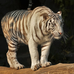A white bengal tiger, standing on fallen tree in sunset light. The most beautiful animal and very dangerous beast of the world. This severe raptor is a pearl of the wildlife. Animal face portrait.