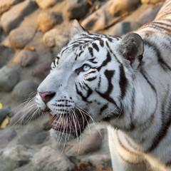 A looking up white bengal tiger on rocky background. The most beautiful animal and very dangerous beast of the world. This severe raptor is a pearl of the wildlife. Animal face portrait.