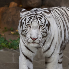 Fototapeta na wymiar A calm pacing white bengal tiger. The most beautiful animal and very dangerous beast of the world. This severe raptor is a pearl of the wildlife. Animal face portrait.