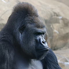 Side face portrait of a gorilla male, severe silverback, on rocky background. Menacing expression of the great ape, the most dangerous and biggest monkey of the world. The chief of a gorilla family. © andamanec