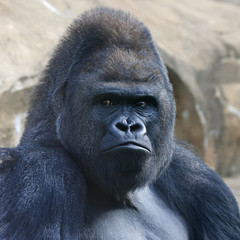 Face portrait of a gorilla male, severe silverback, on rock background. Menacing side look of the great ape, the most dangerous and biggest monkey of the world. The chief of a gorilla family..