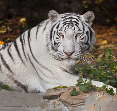 Fototapeta A lying white bengal tiger, looking back, on autumn background. The most beautiful animal and very dangerous beast of the world. This severe raptor is a pearl of the wildlife. Animal face portrait.