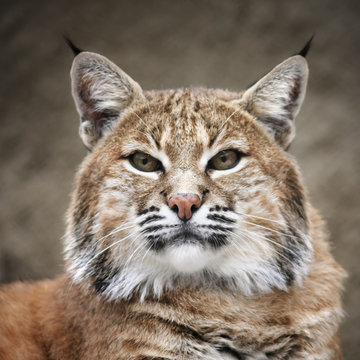 Bobcat Animal Images – Browse 28,637 Stock Photos, Vectors, and Video |  Adobe Stock