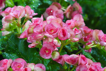 Big Begonia flowers in the garden
