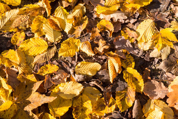 Parterre de feuilles mortes en automne