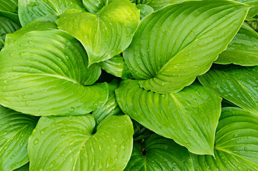 Hosta leaves closeup