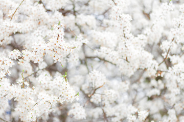 Spring blooming flowers