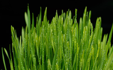 Fototapeta na wymiar Fresh Green Grass with Drops
