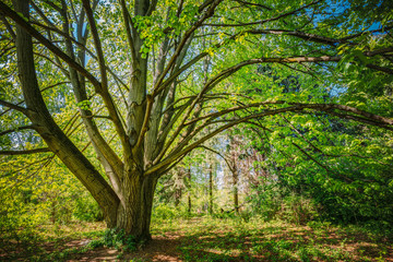 Sunny Forest Tree. Summer Nature, Woods