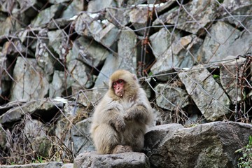 Obraz premium Japanese snow monkey at snow monkey park , Jigokudani , Nagano, Japan.