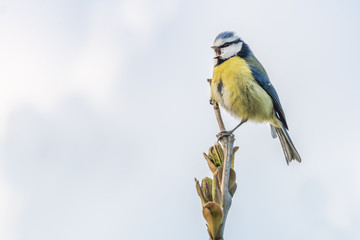 Blue tit singing on a spring evening