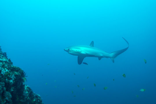 Thresher shark in profile, showing extremely long tail