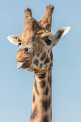 A giraffe sticks its tongue out at me