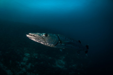 Fototapeta na wymiar Great barracuda at close quarters