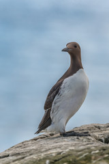 Guillemot in the Farne Islands