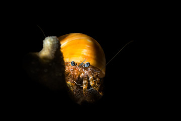 Hairy hermit crab looking out from behind some coral