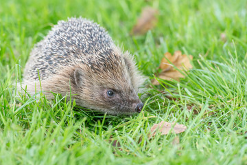 Hedgehog (Erinaceus europaeus) on grass in Autumn. Hedgehogs are