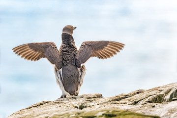A single guillemot in profile