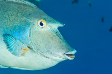 Bluespine unicornfish close-up view of 'horn'