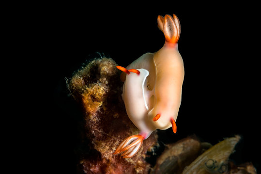(Hypselodoris bullocki). Two nudibranchs mating.