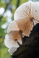 Porcelain fungus on a beech tree in Padley Gorge