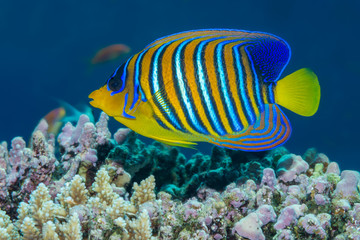 Fototapeta na wymiar Regal angelfish swimming over a coral reef in the Red Sea