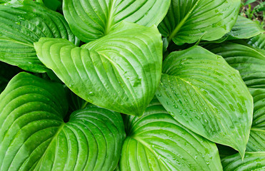 Hosta leaves closeup