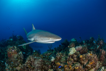 Caribbean reef shark swim over a coral reef in the Bahamas