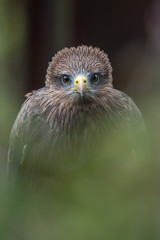 Yellow billed kite staring directly into the camera