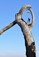 Fototapeta na wymiar bare tree branch on a background of blue sky