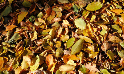 yellowed leaves on the ground