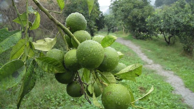 Grappolo di bergamotti dopo la pioggia