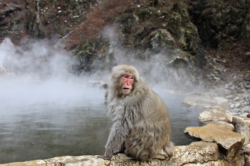 Japanese snow monkey at snow monkey park , Jigokudani , Nagano, Japan.