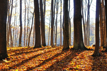 shade of trees in the forest panoramic