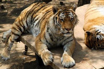 Fototapeta premium Tiger rests. A wild animal. Wildlife Asia. Big cats. Zoology. The Safari Park. Ussuri tiger. Powerful tiger. Animals for tourists. Tiger in captivity.