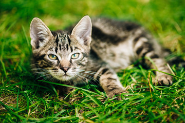 Playful Cute Tabby Gray Cat Kitten Pussycat Sitting In Grass