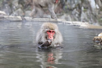 Japanese snow monkey at snow monkey park , Jigokudani , Nagano, Japan.