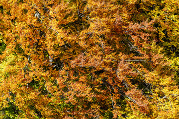 Autumn background in woods. Horizontal birds-eye view of a fores