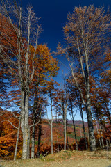Autumn background in woods. Horizontal view of a forest, top