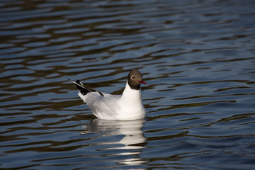 Swimming Black-headed gull (Chroicocephalus ridibundus)