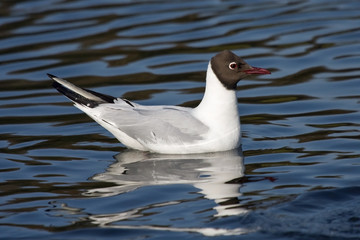 Swimming Black-headed gull (Chroicocephalus ridibundus)