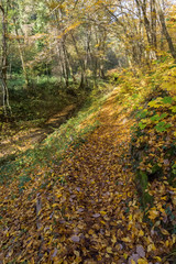 Obraz premium Chemin en forêt en automne