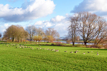 Meadow.