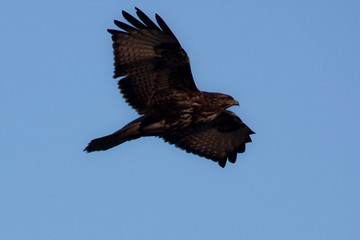 Flying Сommon buzzard (Buteo buteo)