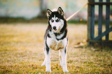 Young Husky Eskimo Dog Outdoor In Autumn
