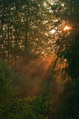 Fog in the forest